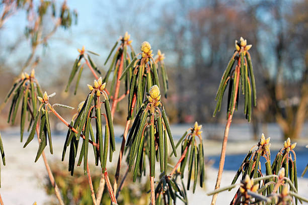 Rhododendron bushes in the park in winter