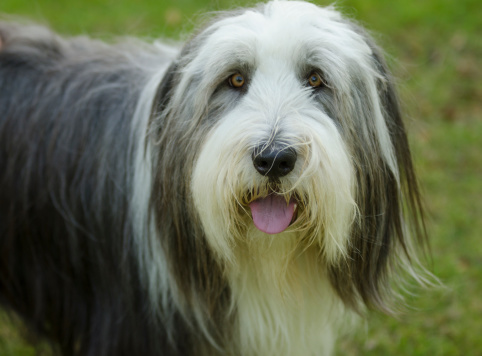 Bearded Collie close up with green eyes