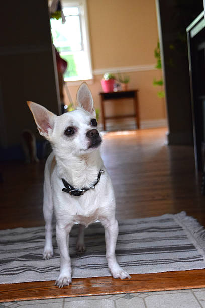 istock Cute Chiuahua Dog 504372418