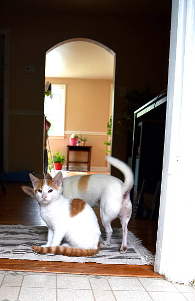 istock Cat and Dog Friends 504372476