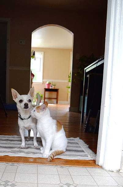 istock Cute Cat and Dog Friends 504372640