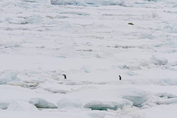 istock Ice pack with gentoo penguins and weddell seal 504373466