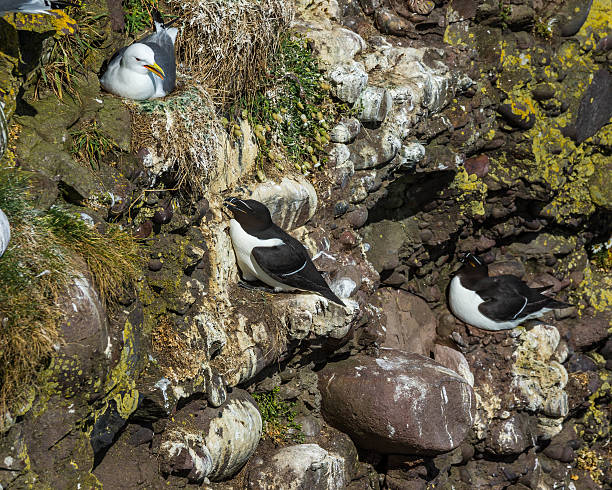 istock Razorbills and Kittiwakes 504374760
