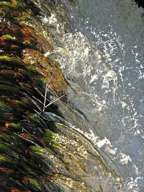 A closeup of the top section of a small waterfall where filamentous algae grows in long strands and is pulled into the waterfall under the surface causing surface turbulence in the fall. A single dead twig protrudes through the surface.