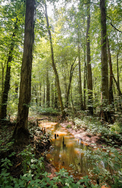 battle creek cypress - cypress swamp zdjęcia i obrazy z banku zdjęć