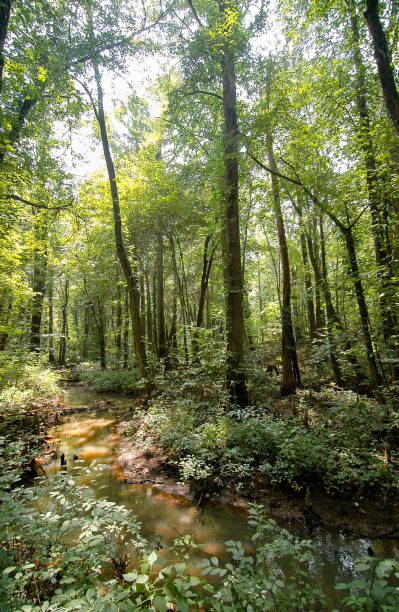 battle creek cypress - cypress swamp zdjęcia i obrazy z banku zdjęć