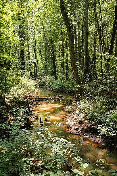 battle creek cypress - cypress swamp - fotografias e filmes do acervo