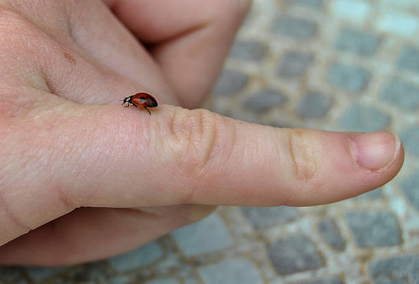 Red Marienkäfer-auf ein Menschlicher finger – Foto