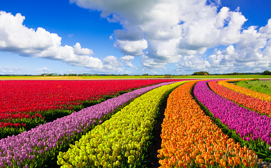 Multi-coloured tulip fields under a nicely clouded sky. 