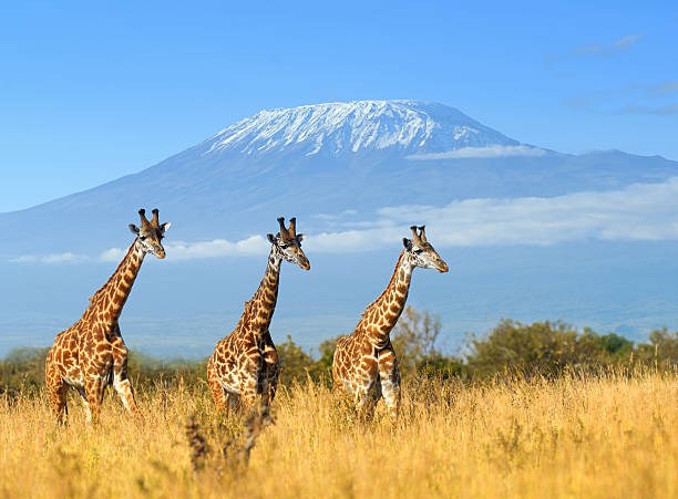 giraffa nel parco nazionale del kenya - brindled foto e immagini stock