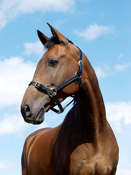istock Bay Horse Head Shot 504377448