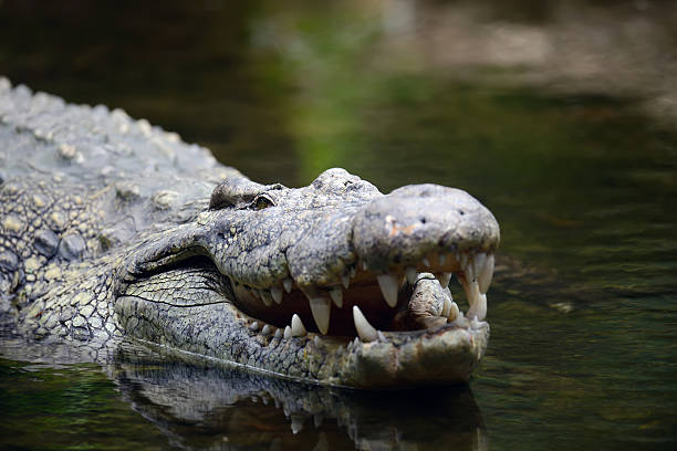 istock Crocodile in water. Kenya, Afrca 504377538