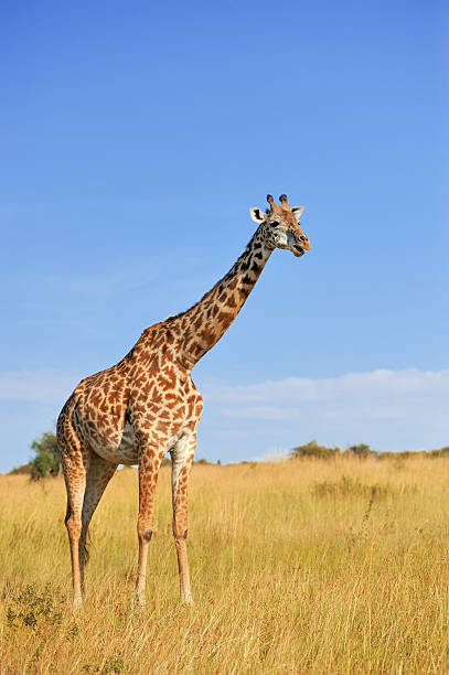 istock Giraffe in National park of Kenya 504377580