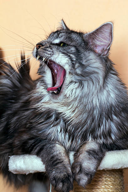 istock young tabby cat Maine Coon 504377674