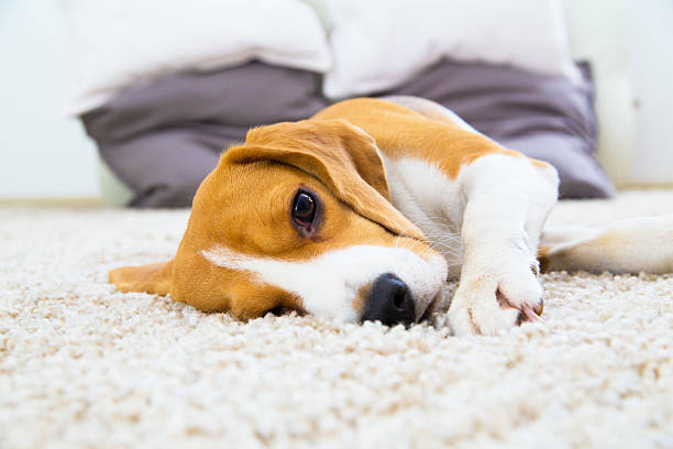 istock Dog relaxing on the carpet 504378100