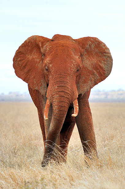 istock Elephant in National park of Kenya 504378108