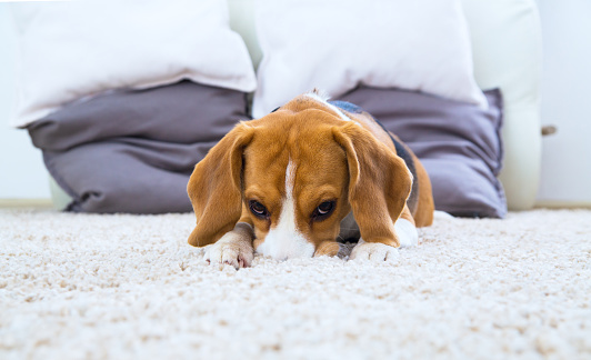 Beagle dog relaxing on the white carpet