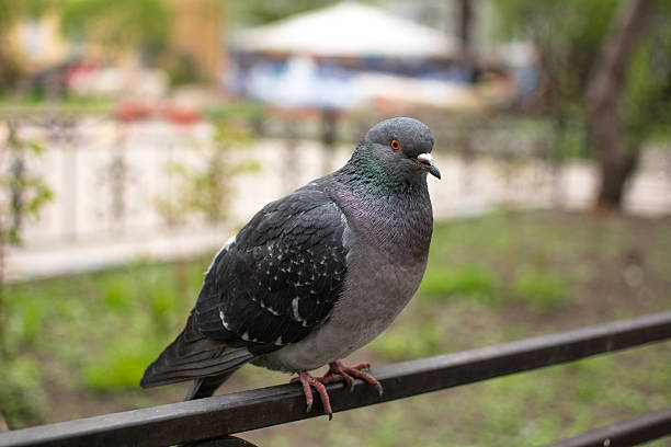 istock Pigeon on a fence 504378246