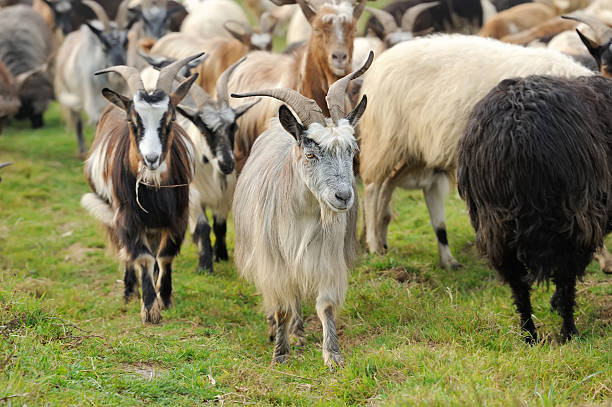 istock Goat in mountain. Autumn season 504378364