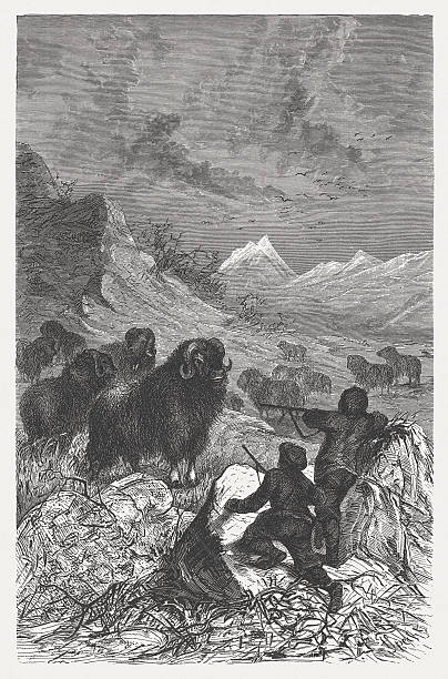 Musk ox hunting, wood engraving, published in 1883 Musk ox hunting in the Arctic during the 19th century. Wood engraving, published in 1883. moschus stock illustrations