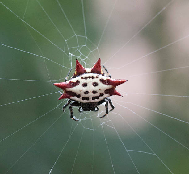 Crab-Like Spiny Orb Weaver Red, white, and black crab-like spiny orb weaver spider suspended in the center of its web against a blurred green and light beige background weaverbird photos stock pictures, royalty-free photos & images