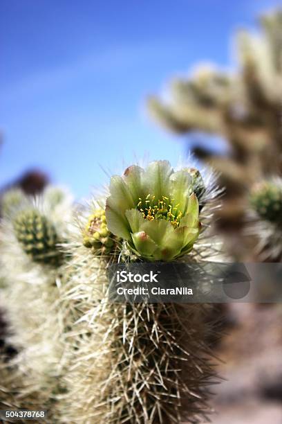 Foto de Cacto Gigante Brotos E Flores De Cacto Gigante Jardim Califórnia e  mais fotos de stock de Cabeça da flor - iStock