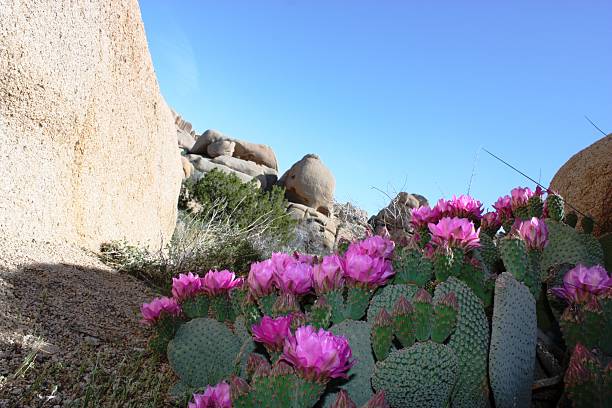 opuntia basilaris no vale de hidden - arizona prickly pear cactus hedgehog cactus cactus imagens e fotografias de stock