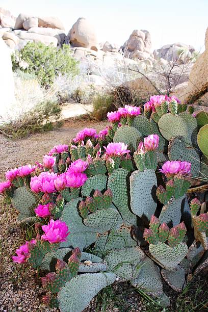 istock Beavertail pricklypear in the Joshua Tree National Park, USA 504379968