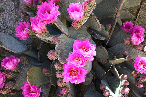 rosa flores de beavertail pricklypear, eua - cactus hedgehog cactus flower desert imagens e fotografias de stock