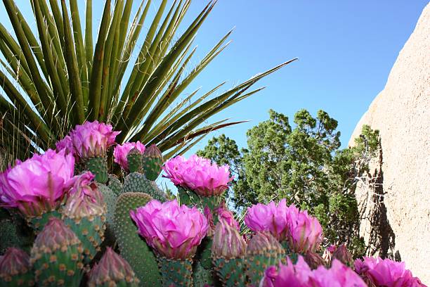 opuntia basilaris no joshua tree national park, eua - arizona prickly pear cactus hedgehog cactus cactus imagens e fotografias de stock