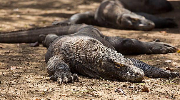 istock Komodo Dragon, the largest lizard in the world 504381000