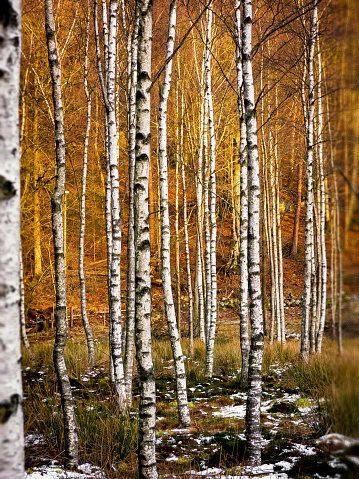 Birch Tree Grove in Autumn