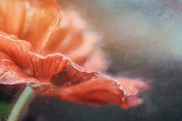 istock Digital art, smudge Artistic composition textured, anemone flower 504384050