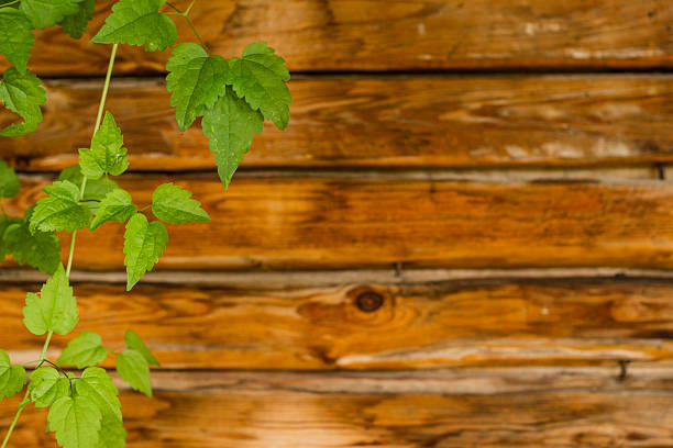 Wooden fence with plant infront