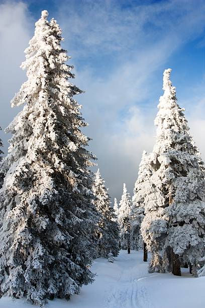 istock beautiful wintry view of snowy wood on mountains 504384854