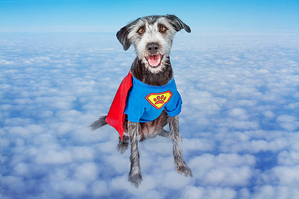 istock Super Hero Dog in Clouds 504385924