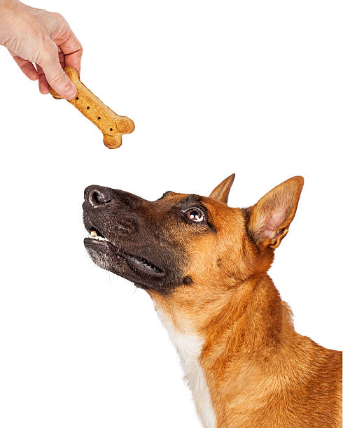 istock Shepherd Dog Being Rewarded With Treat 504385938