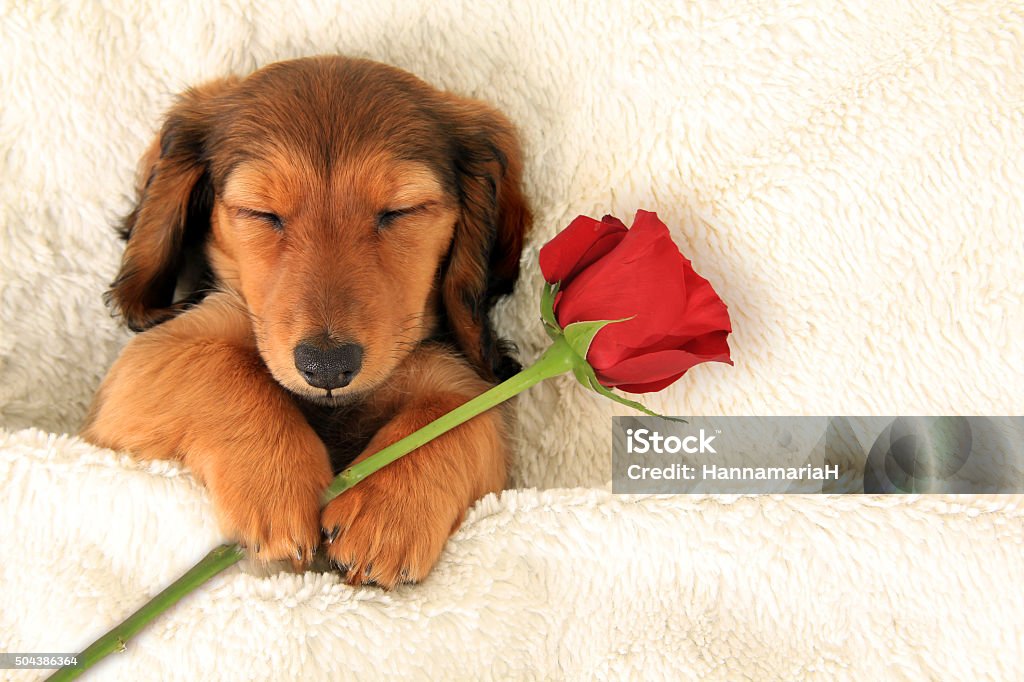 Dachshund Valentine puppy Longhair dachshund puppy holding a Valentine rose asleep on a bed. Dog Stock Photo