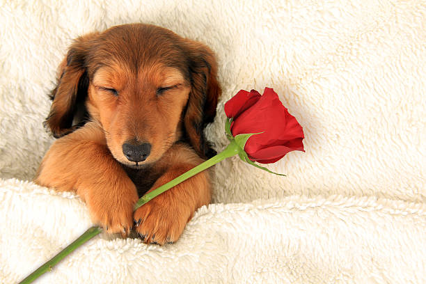 Dachshund Valentine Puppy Stock Photo - Download Image Now - Valentine's  Day - Holiday, Dog, Valentine Card - iStock