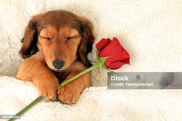 Dachshund Valentine Puppy Stock Photo - Download Image Now - Dog, Rose - Flower, Valentine's Day - Holiday