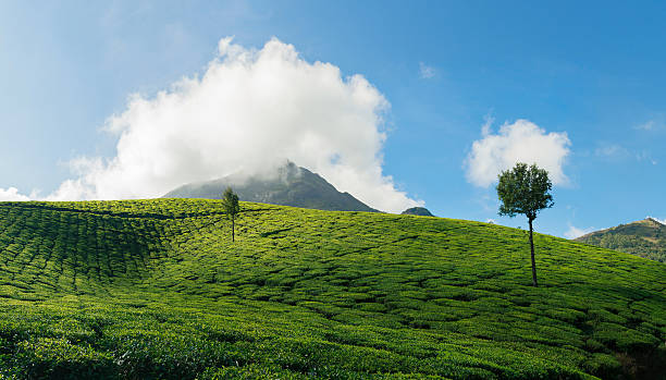 istock Green valleys of tea plantations in Munnar 504387182