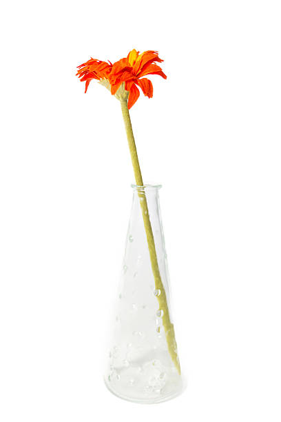 istock Red Flower in the Vase 504396771