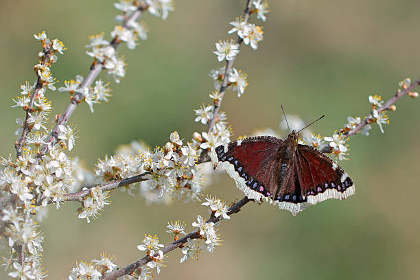istock Butterfly Mourning Cloak or Camberwell Beauty 504397227