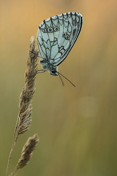 istock Marbled White Butterfly - Melanargia galathea 504397809