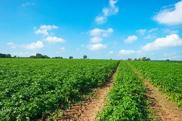 istock Potatoes growing on a field in summer 504397851