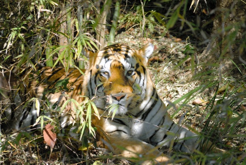 Tiger finds comfort under the shade of bamboo trees and tries to catch up on his sleep.