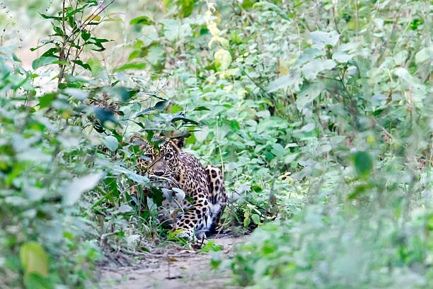 Wild common Leopard in Nepali's jungle species Panthera pardus chitwan national park photos stock pictures, royalty-free photos & images