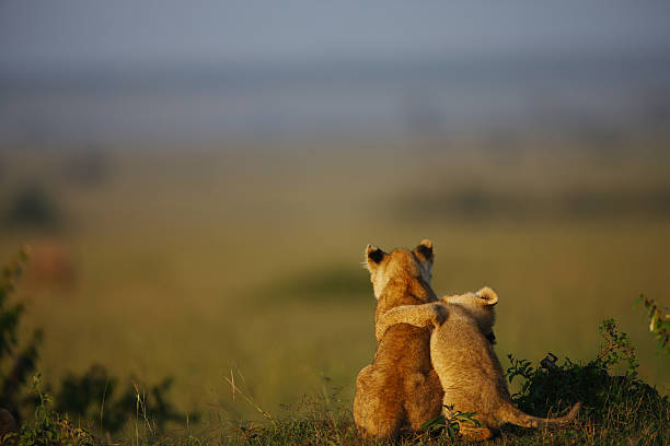 amigos - cachorro de león fotografías e imágenes de stock