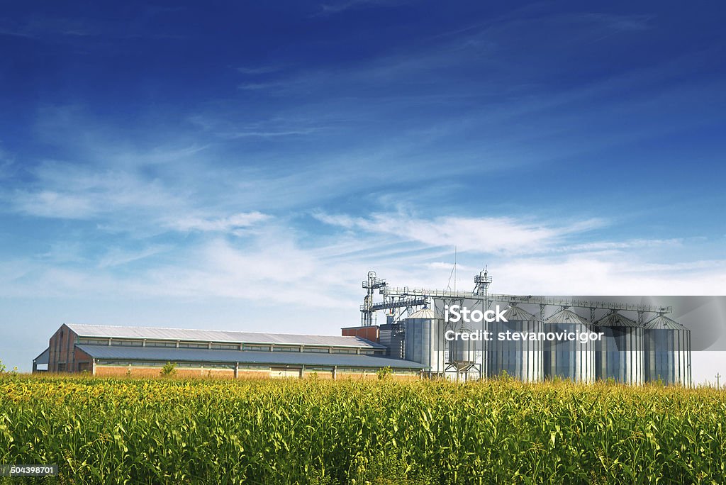 Grain Silos in Corn Field Grain Silos in Corn Field. Set of storage tanks cultivated agricultural crops processing plant. Silo Stock Photo