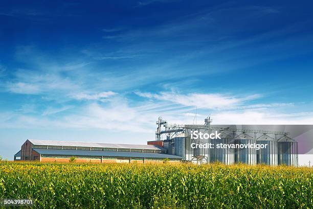 Grain Silos In Corn Field Stock Photo - Download Image Now - Silo, Corn, Corn - Crop